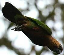 Red-fan Parrot