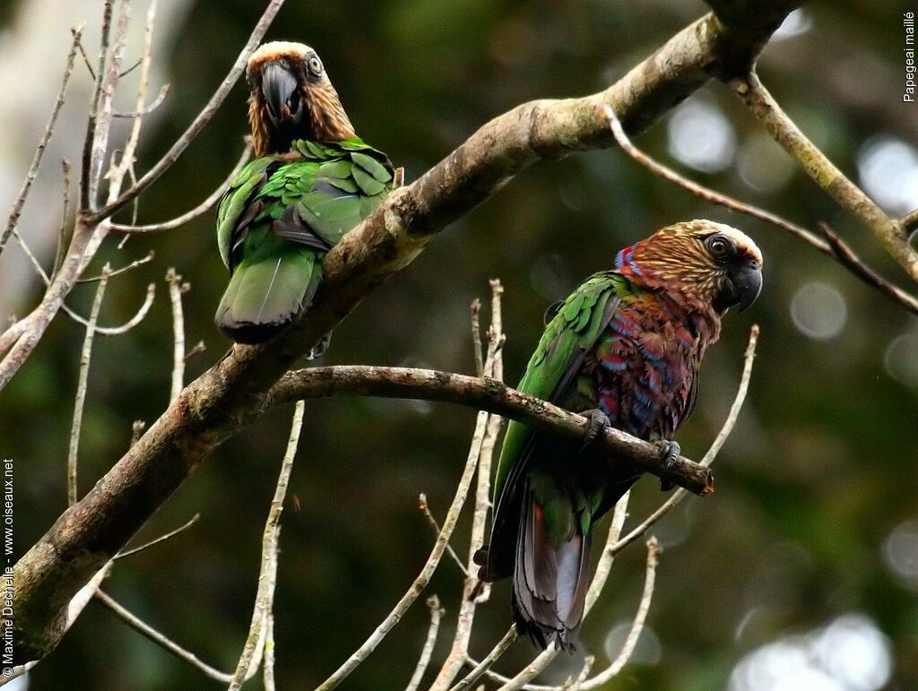 Papegeai maillé adulte, identification