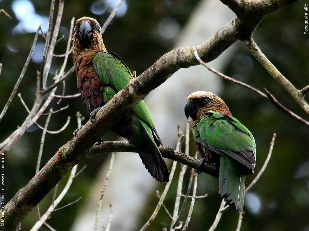 Papegeai maillé adulte, identification