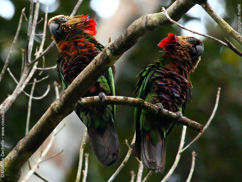 Red-fan Parrot adult, identification, Behaviour