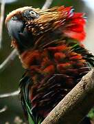 Red-fan Parrot