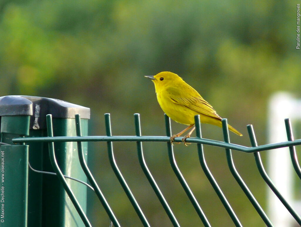 Mangrove Warbler