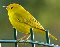 Mangrove Warbler