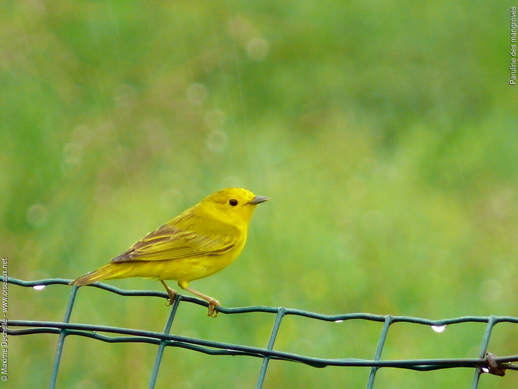 Mangrove Warbler male adult