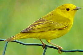 Mangrove Warbler