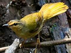 Riverbank Warbler