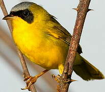 Masked Yellowthroat