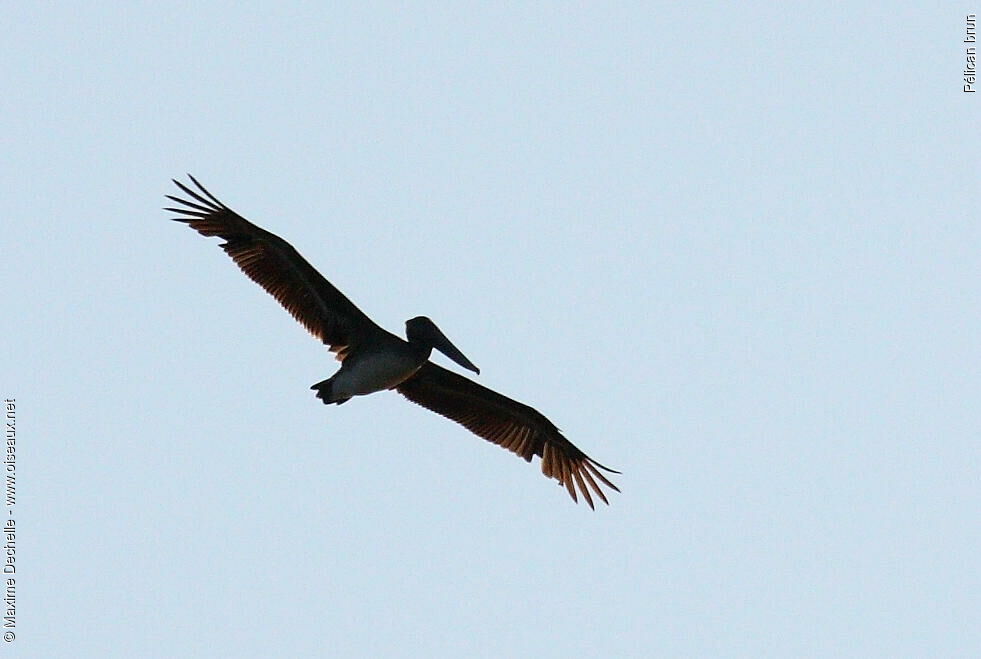 Brown Pelican