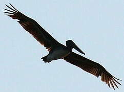 Brown Pelican