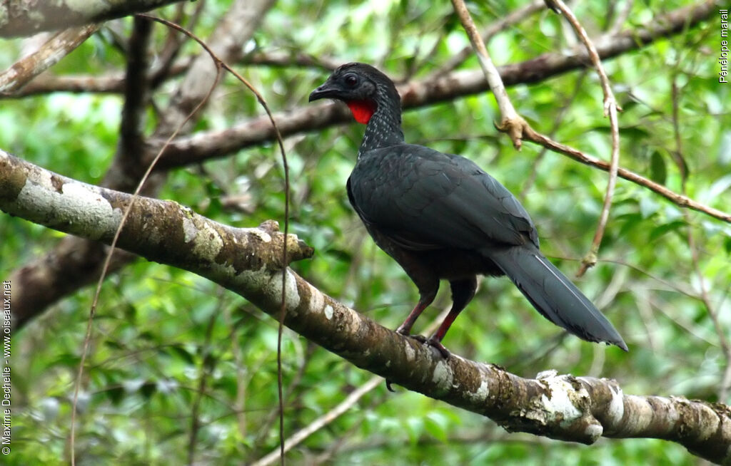 Pénélope marail, identification