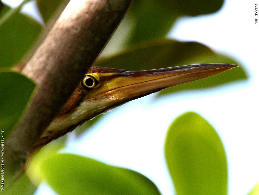 Least Bittern