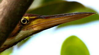 Least Bittern