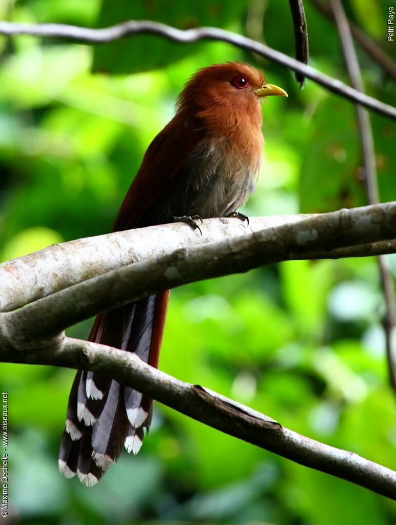 Little Cuckoo, identification