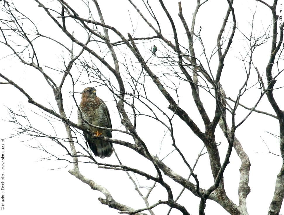 Broad-winged Hawk