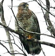 Broad-winged Hawk