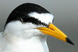 Least Tern