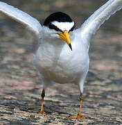 Least Tern