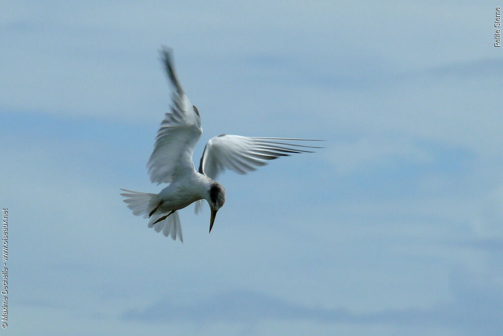 Least Tern, Flight, Behaviour