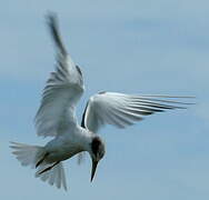 Least Tern