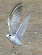 Least Tern