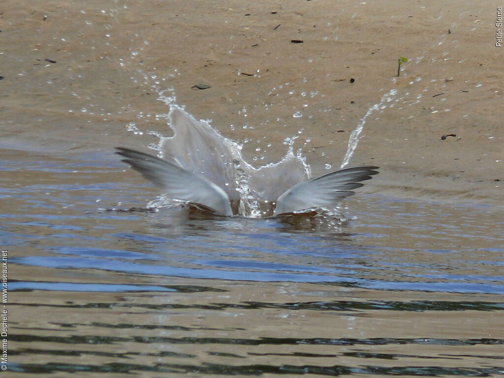 Least Tern