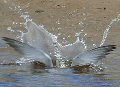 Least Tern