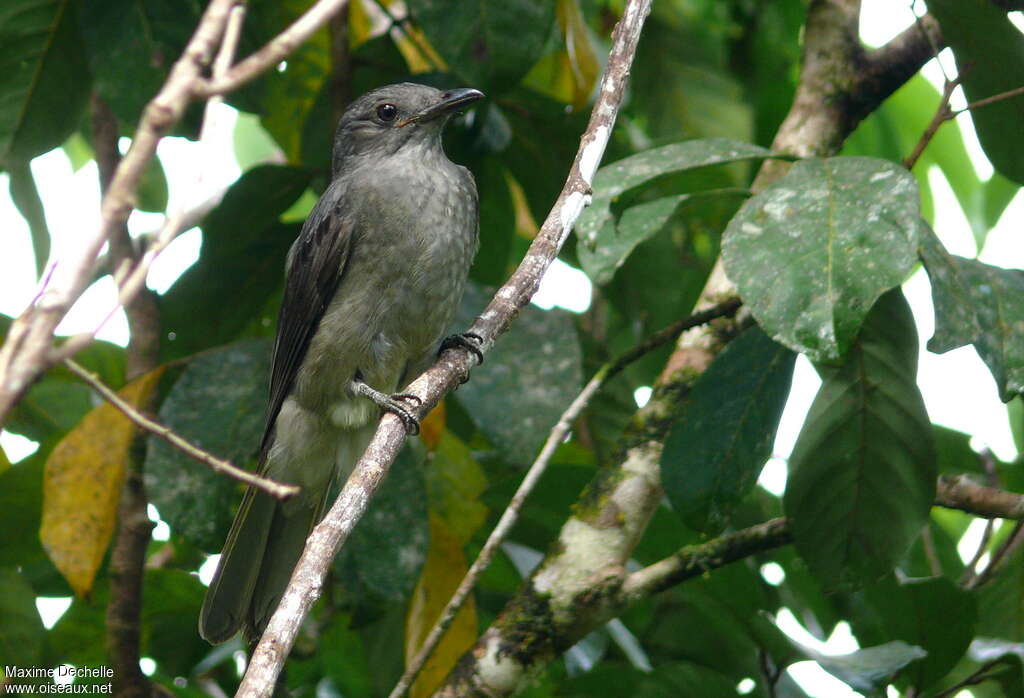 Screaming Piha, identification