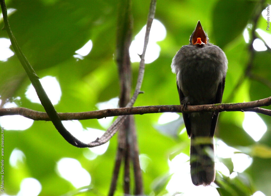 Screaming Piha, song