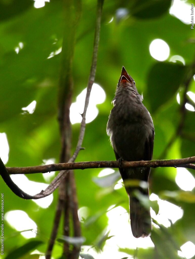 Piauhau hurleur, chant