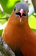 Black-bellied Cuckoo