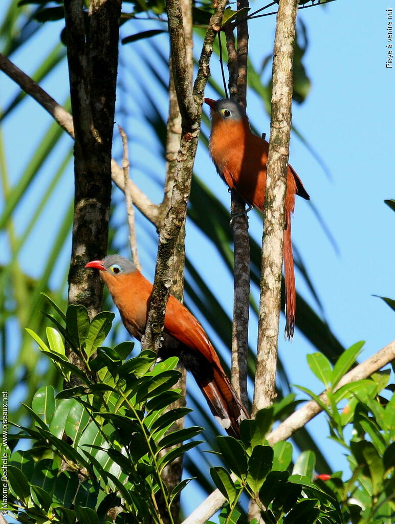 Black-bellied Cuckoo adult, identification