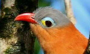 Black-bellied Cuckoo