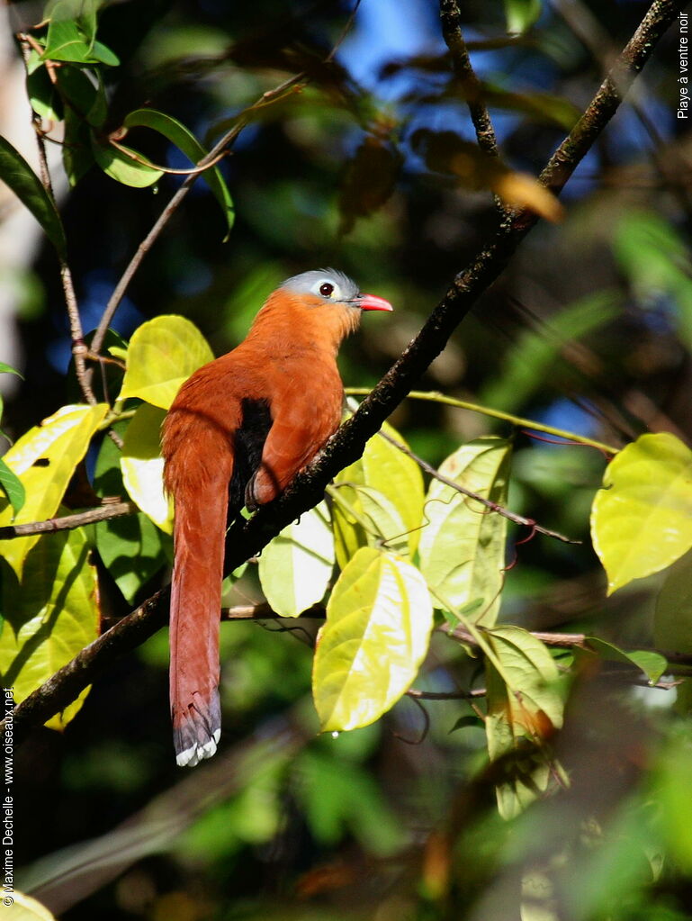 Piaye à ventre noir, identification