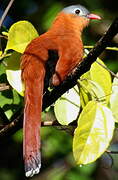 Black-bellied Cuckoo