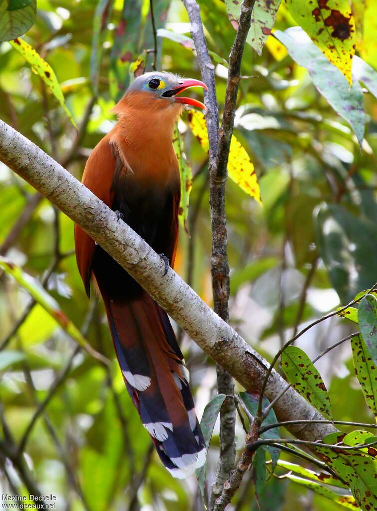 Piaye à ventre noiradulte, identification