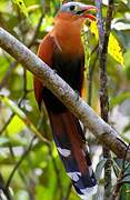 Black-bellied Cuckoo