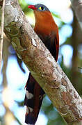 Black-bellied Cuckoo