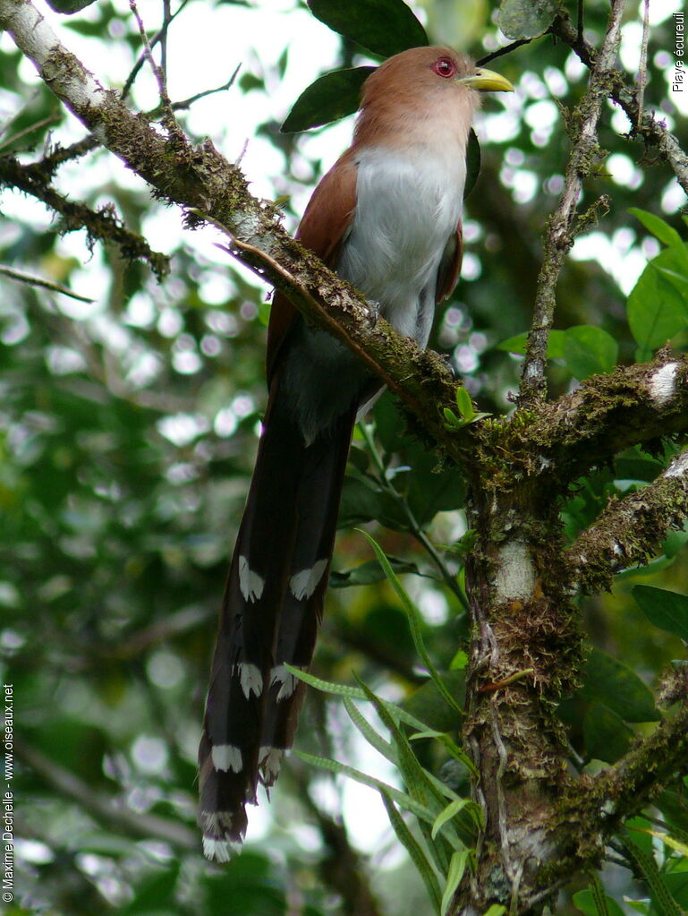 Piaye écureuiladulte