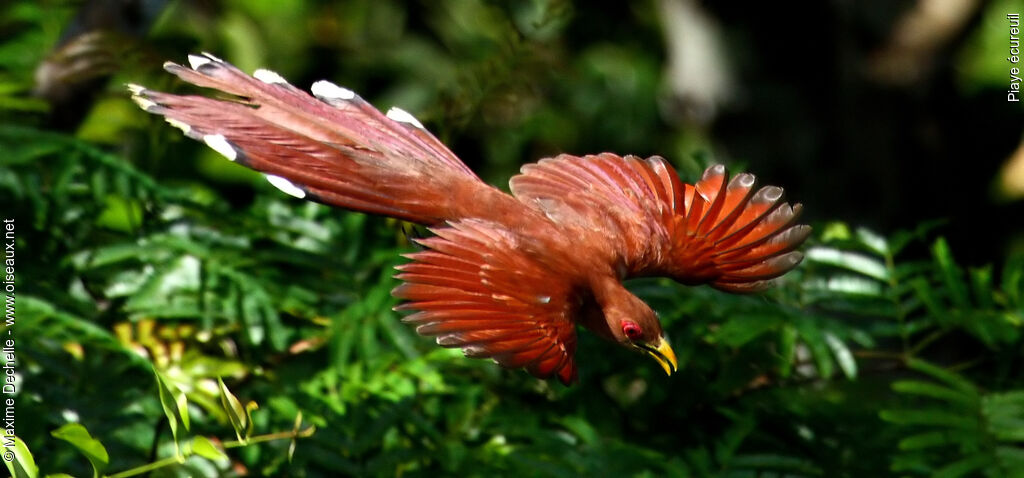 Squirrel Cuckoo, Flight