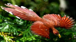 Squirrel Cuckoo