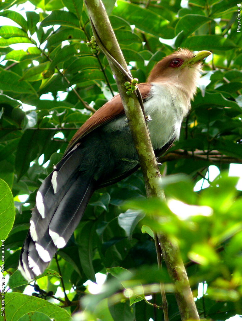 Squirrel Cuckoo