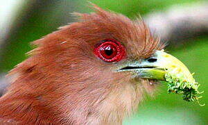 Squirrel Cuckoo