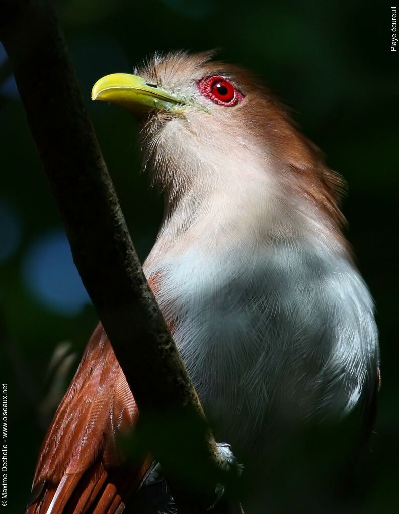 Squirrel Cuckoo, identification