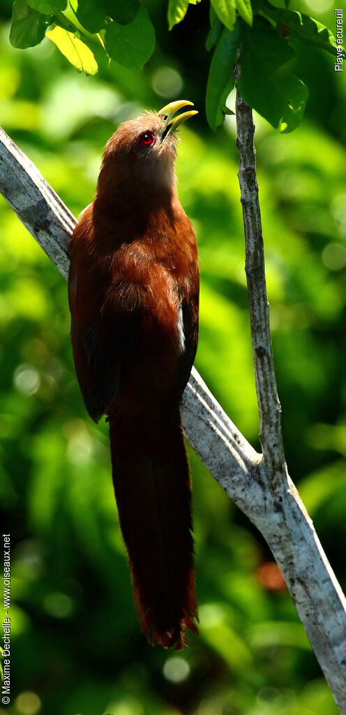 Squirrel Cuckoo, identification