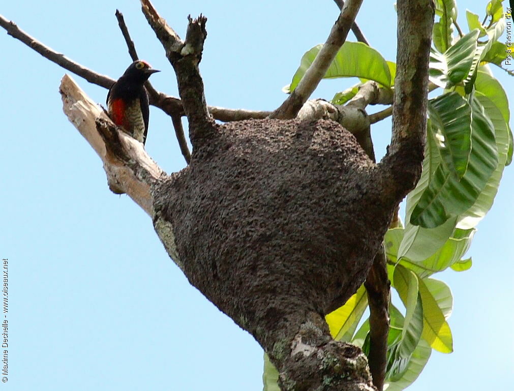 Yellow-tufted Woodpecker