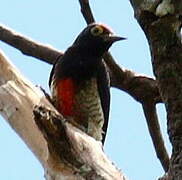 Yellow-tufted Woodpecker