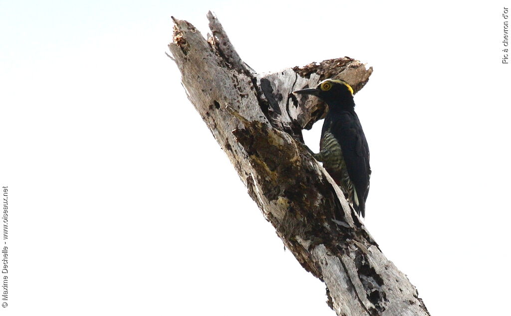 Yellow-tufted Woodpecker, identification