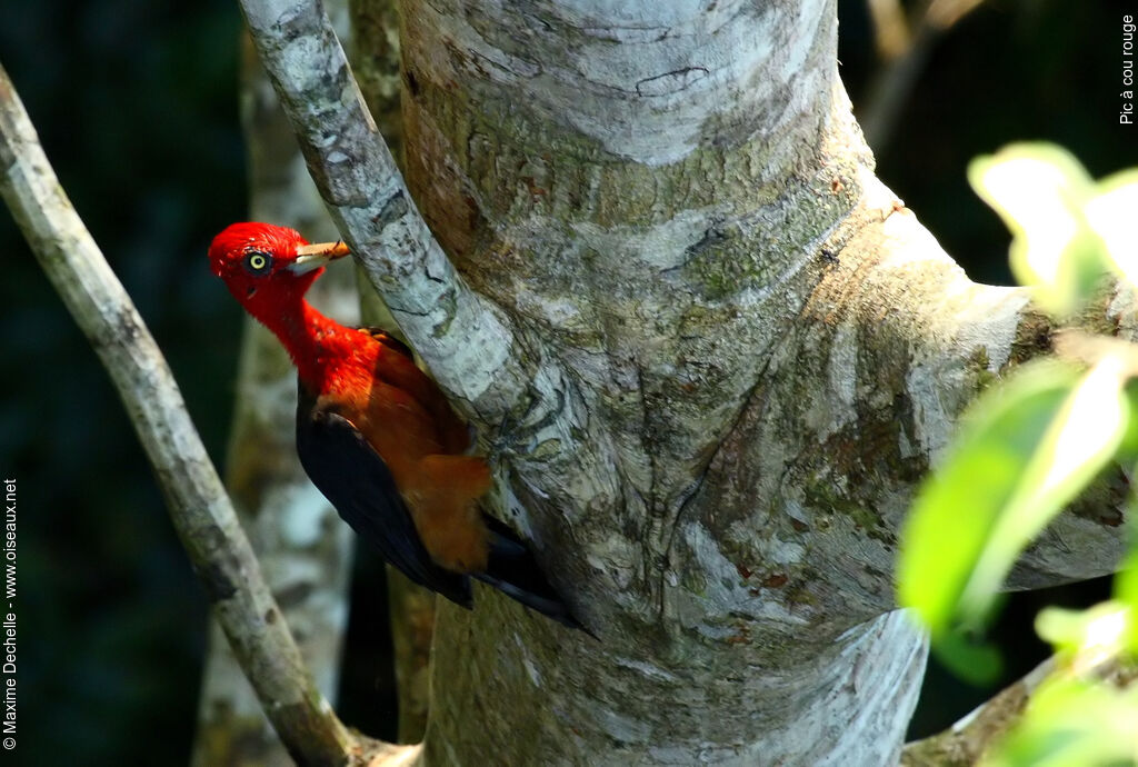 Red-necked Woodpecker male adult, identification