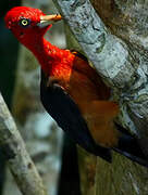 Red-necked Woodpecker