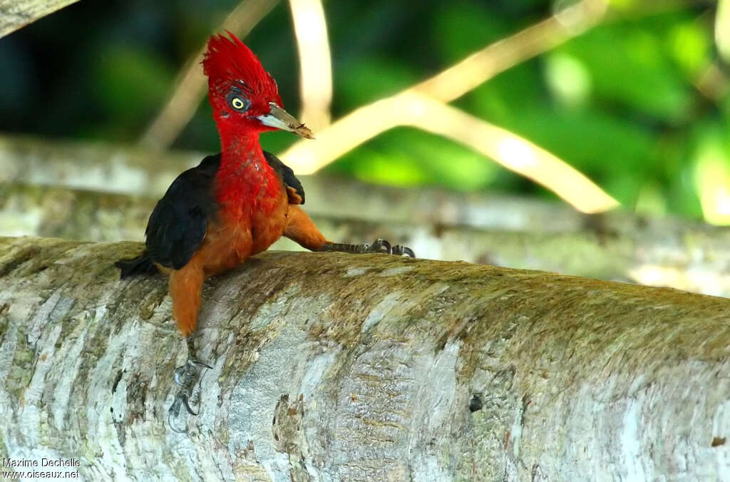 Red-necked Woodpecker male adult, Behaviour